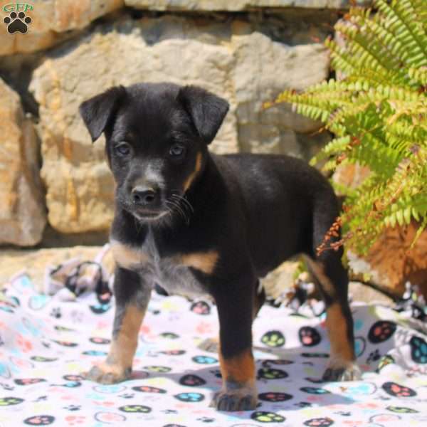 Chip, Blue Heeler Mix Puppy