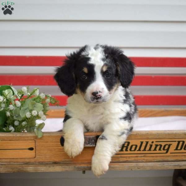 Chip, Mini Bernedoodle Puppy