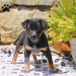 Chip, Blue Heeler Mix Puppy