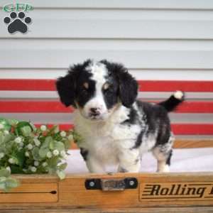 Chip, Mini Bernedoodle Puppy