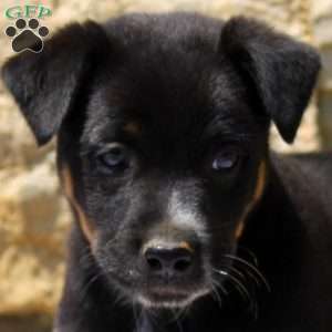 Chip, Blue Heeler Mix Puppy
