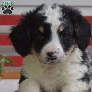 Chip, Mini Bernedoodle Puppy