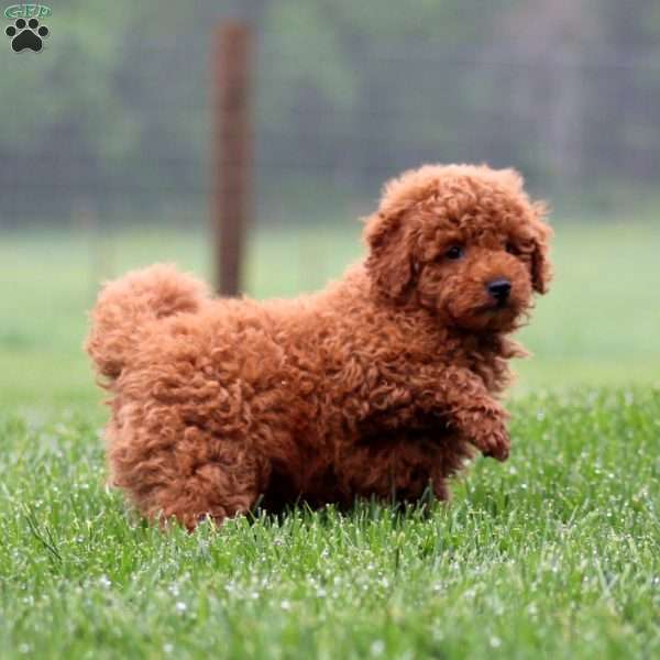 Chip, Miniature Poodle Puppy