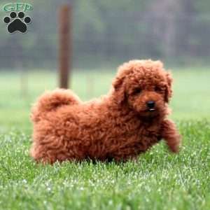 Chip, Miniature Poodle Puppy
