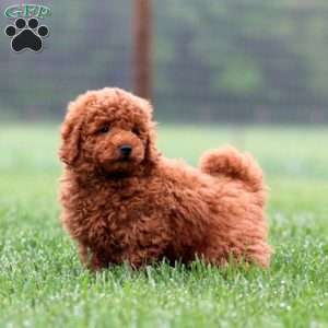 Chip, Miniature Poodle Puppy
