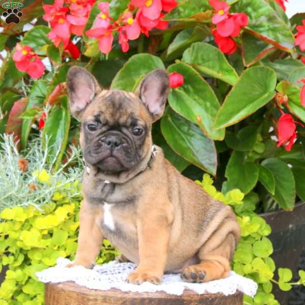 Chipmunk, French Bulldog Puppy
