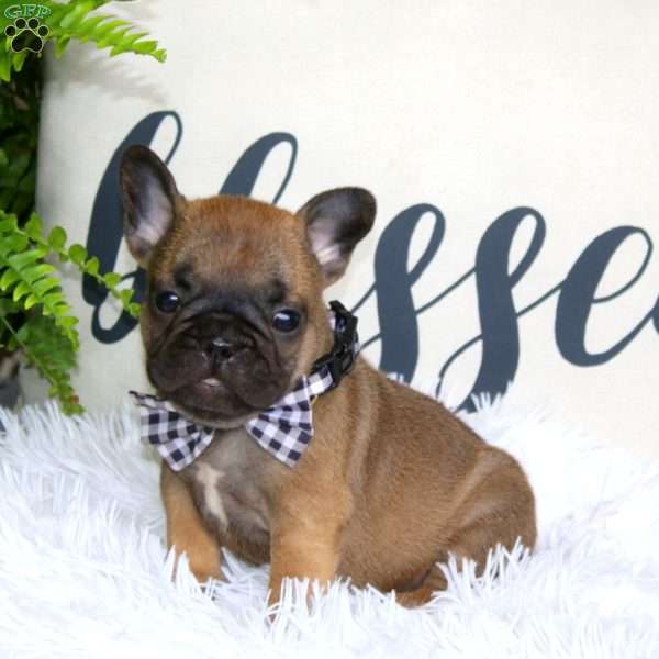 Chipmunk, French Bulldog Puppy