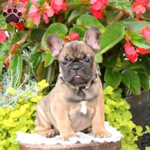 Chipmunk, French Bulldog Puppy