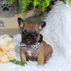 Chipmunk, French Bulldog Puppy