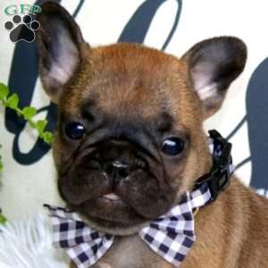 Chipmunk, French Bulldog Puppy