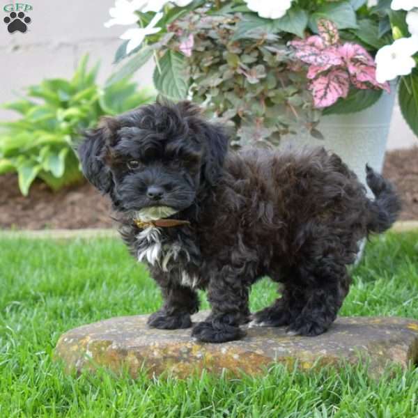 Chipper, Shih-Poo Puppy