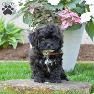 Chipper, Shih-Poo Puppy
