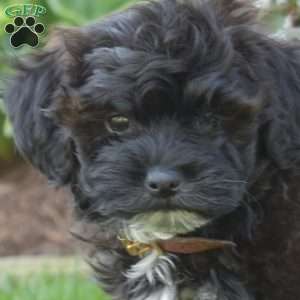 Chipper, Shih-Poo Puppy