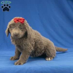 Chloe, Newfoundland Puppy