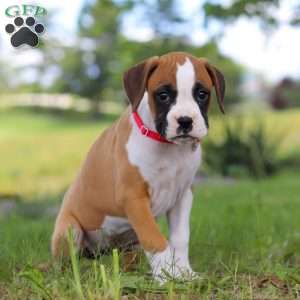 Chloe, Boxer Puppy