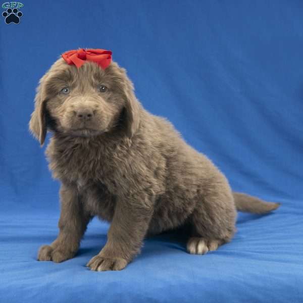 Chloe, Newfoundland Puppy