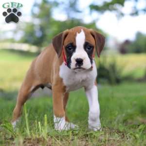 Chloe, Boxer Puppy