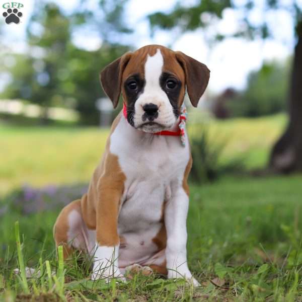 Chloe, Boxer Puppy