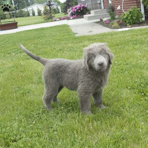 Chloe, Newfoundland Puppy