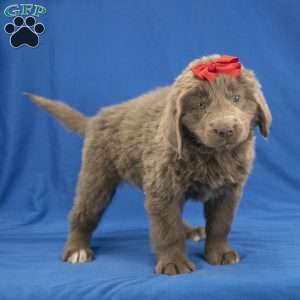 Chloe, Newfoundland Puppy