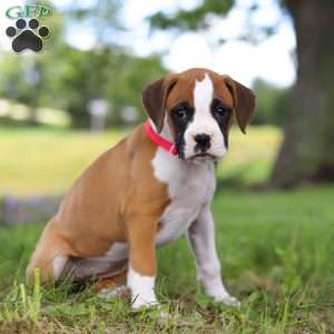 Chloe, Boxer Puppy