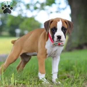 Chloe, Boxer Puppy