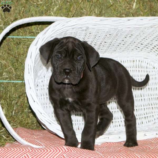 Chloe, Presa Cane Canario Puppy