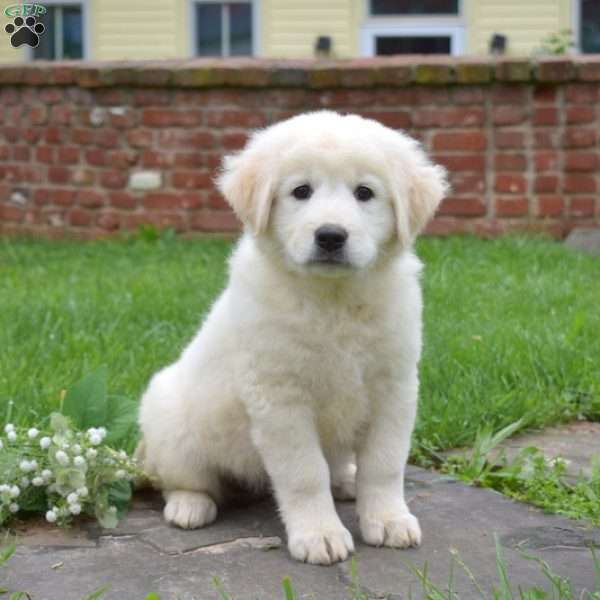 Chloe, Maremma Sheepdog Puppy