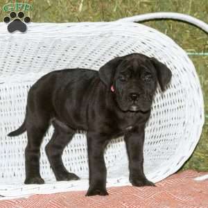 Chloe, Presa Cane Canario Puppy