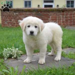 Chloe, Maremma Sheepdog Puppy