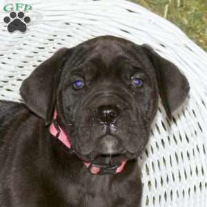 Chloe, Presa Cane Canario Puppy