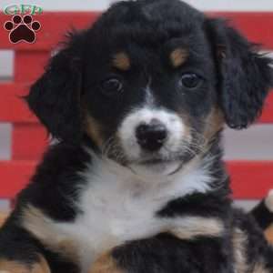 Chloe, Mini Bernedoodle Puppy