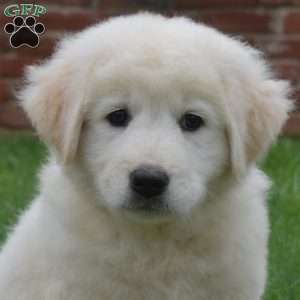 Chloe, Maremma Sheepdog Puppy