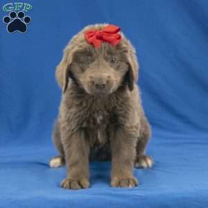 Chloe, Newfoundland Puppy