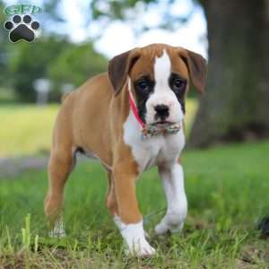 Chloe, Boxer Puppy