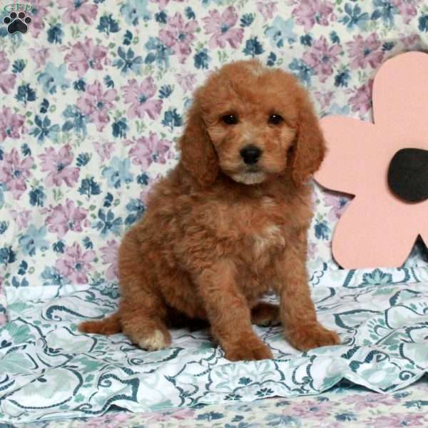 Chocolate, Saint Berdoodle Puppy