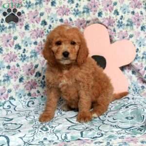 Chocolate, Saint Berdoodle Puppy