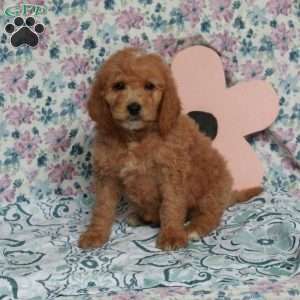 Chocolate, Saint Berdoodle Puppy