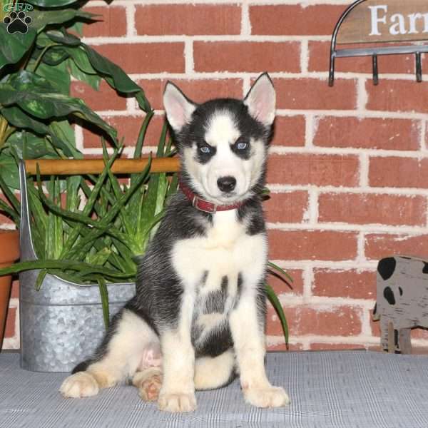 Christy, Siberian Husky Puppy