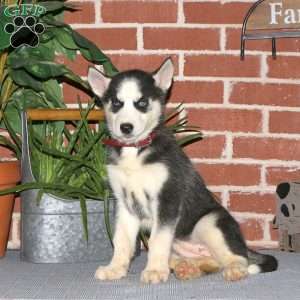 Christy, Siberian Husky Puppy