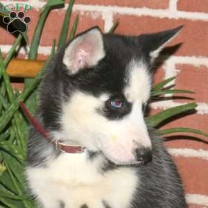 Christy, Siberian Husky Puppy