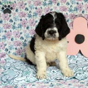 Chubby, Saint Berdoodle Puppy