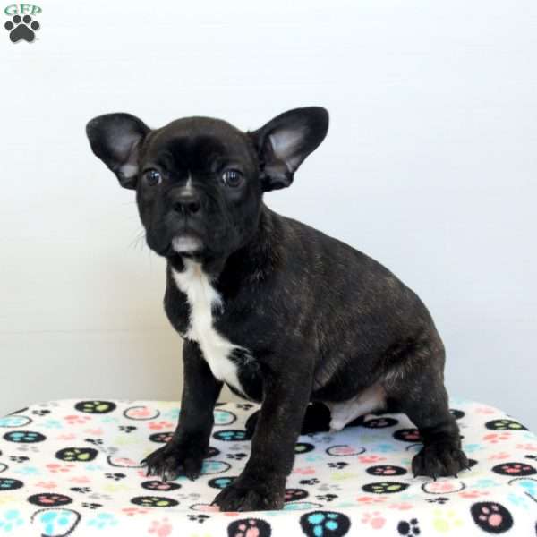 Chuck, Frenchton Puppy