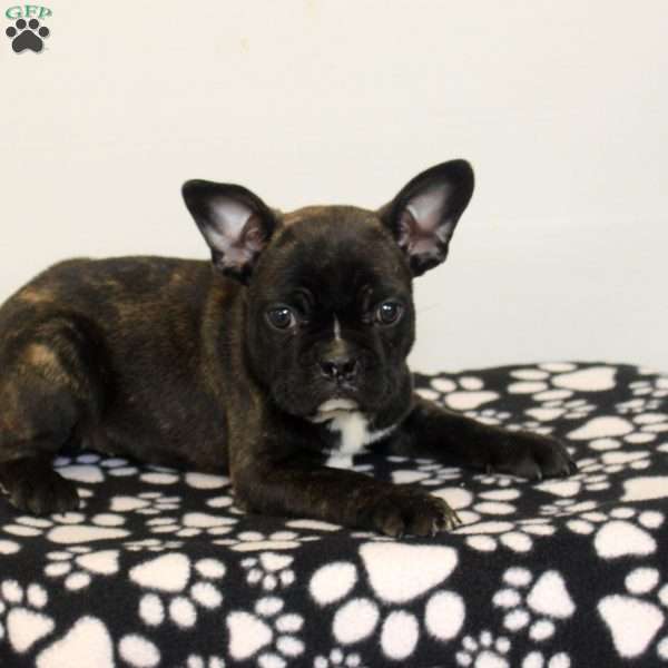Chuck, Frenchton Puppy