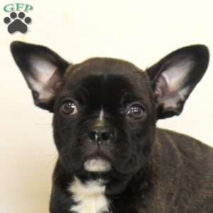 Chuck, Frenchton Puppy