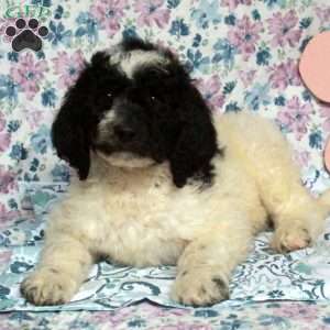 Chum, Saint Berdoodle Puppy