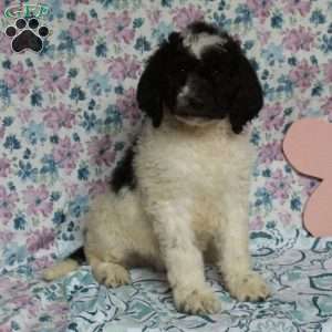 Chum, Saint Berdoodle Puppy