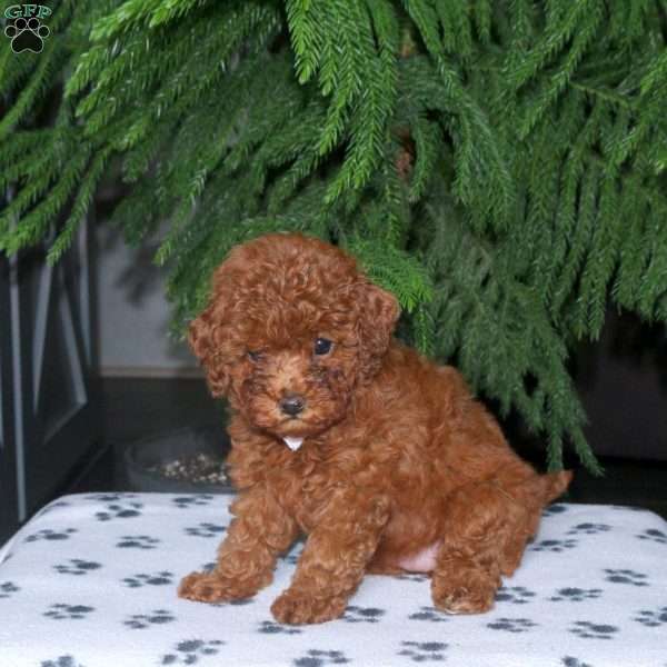 Cindy, Toy Poodle Puppy