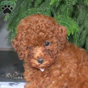 Cindy, Toy Poodle Puppy