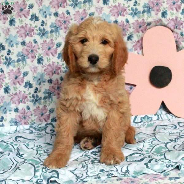 Cinnamon, Saint Berdoodle Puppy